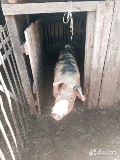 Хряк на племя