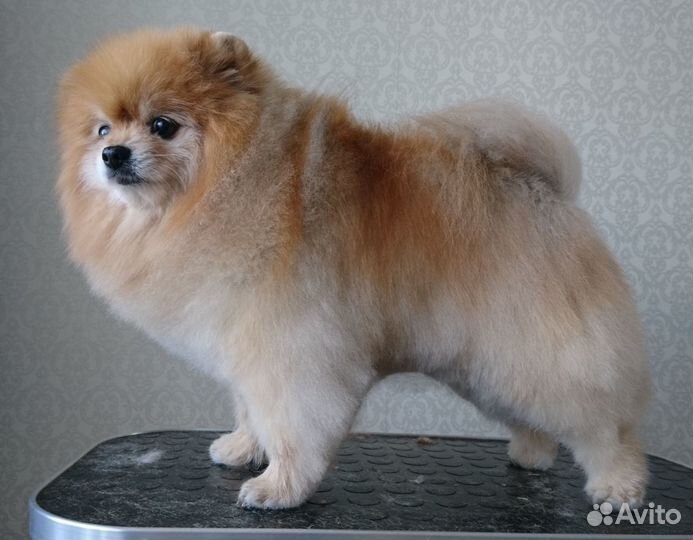 Груминг шпицев