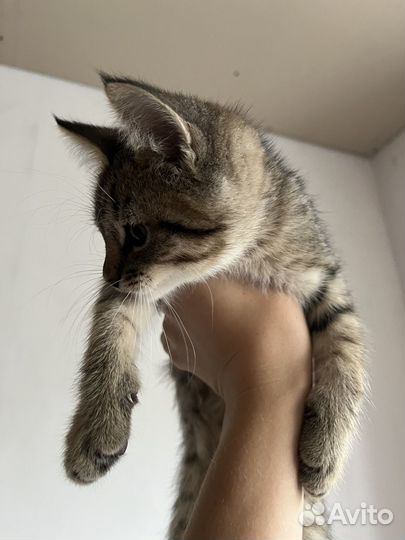 Котята (м/ж) в заботливые руки