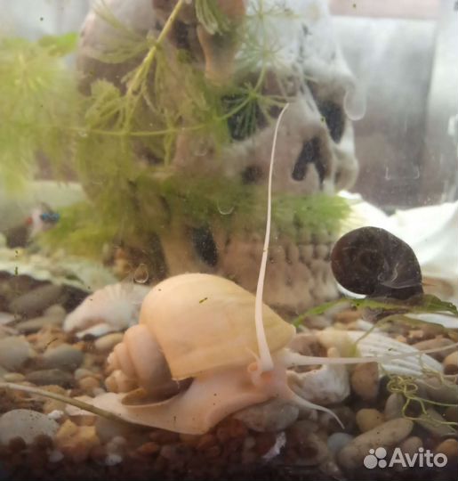 Улитки ампулярии аквариумные