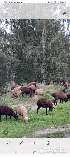 Овцы бараны