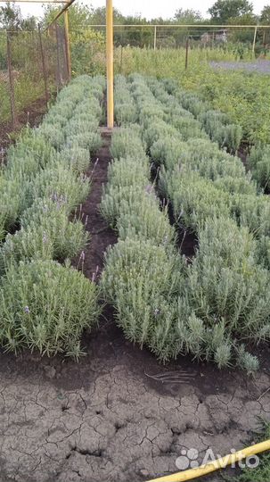 Лаванда саженцы