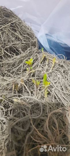 Корни флоксов