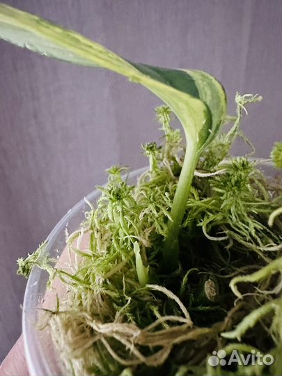 Сциндапсус блю Альба сильвер