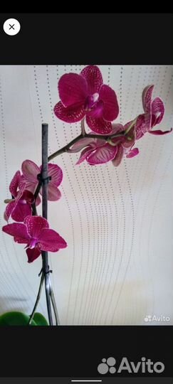 Редкие фаленопсисы Горизонт Дебора Монро и другие