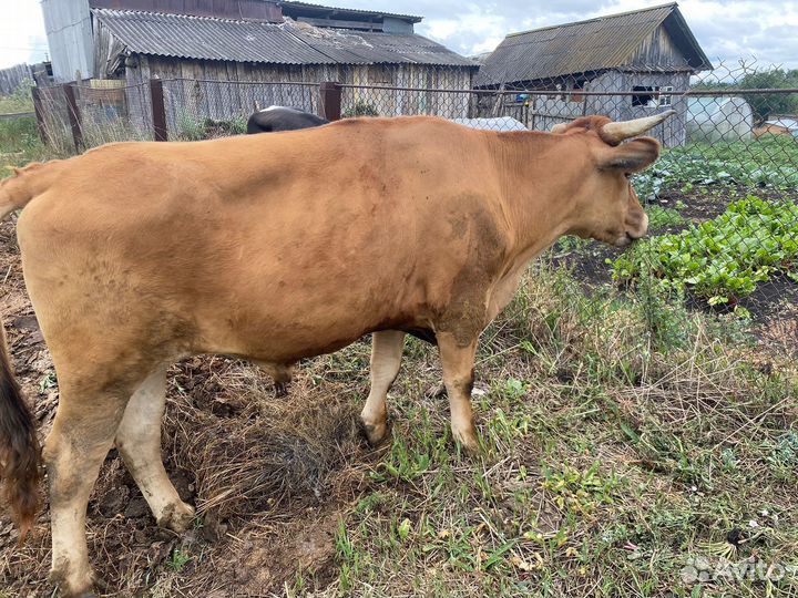 Бык на мясо
