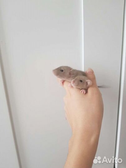 Крысята дамбо шоколадный сиам