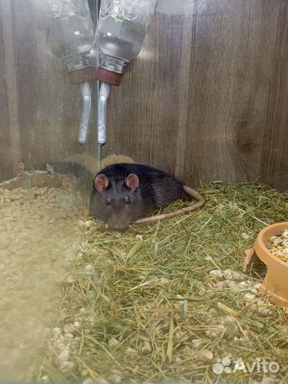Крыса домашняя с клеткой