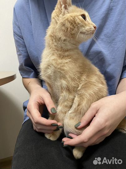 Кошка (девочка) в добрые руки