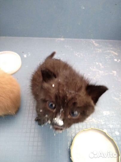 Отдам котят