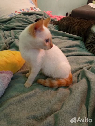 Котенок