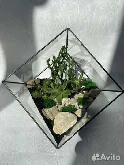 Флорариум, комнатные растения, цветы