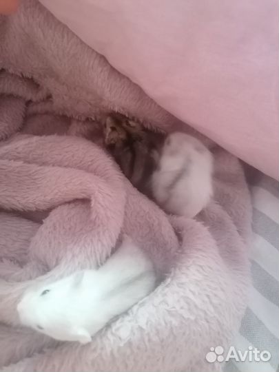 Джунгарские хомяки бесплатно