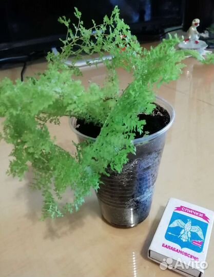 Папоротник нефролепис