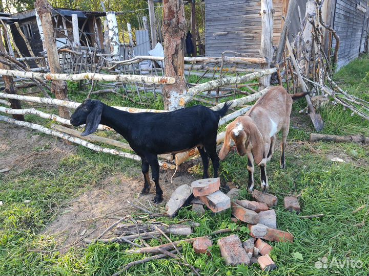 Англо-нубийские козы, козлята