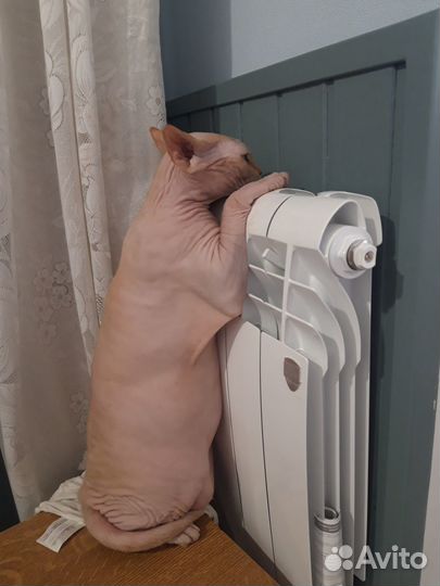 Отдам кошку