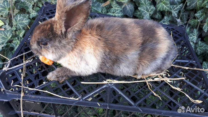 Чистопородные кролики 