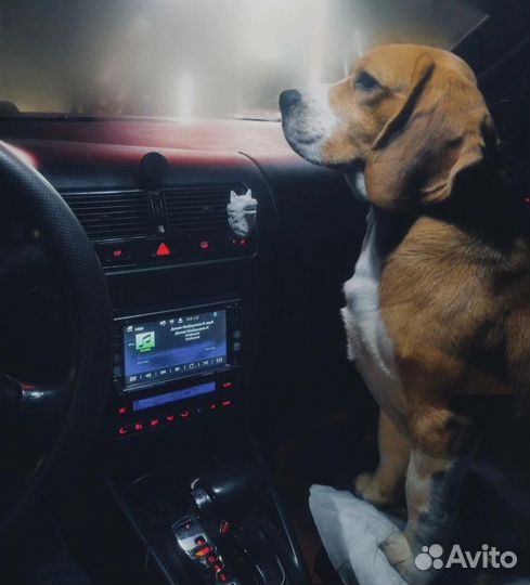 Бигль вязка