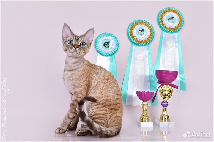 Девон-рекс вязка