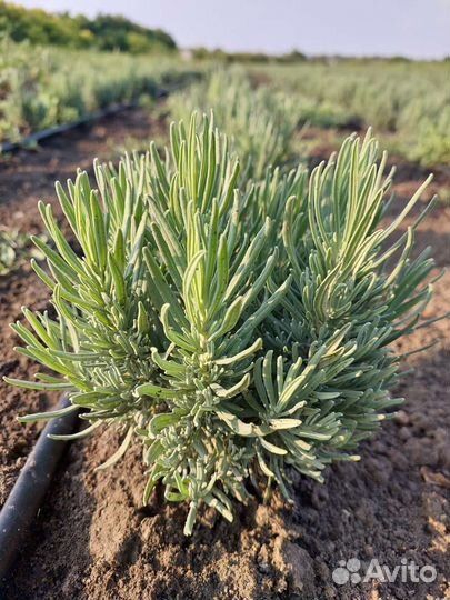 Лаванда Розмарин Тимьян