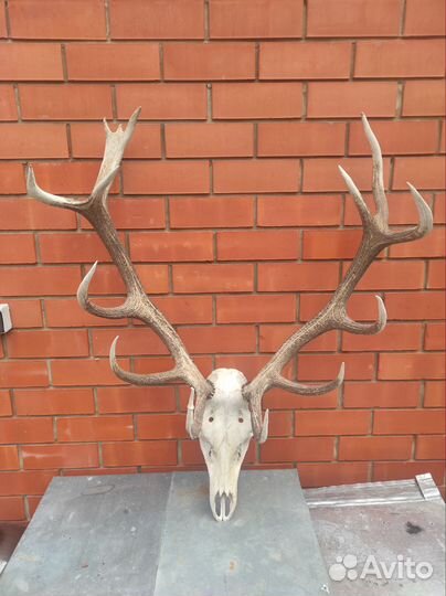 Рога оленя с черепом