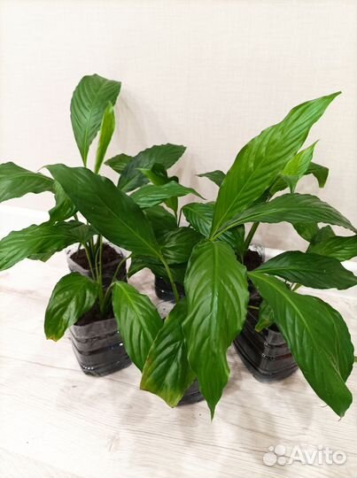 Цветы комнатные