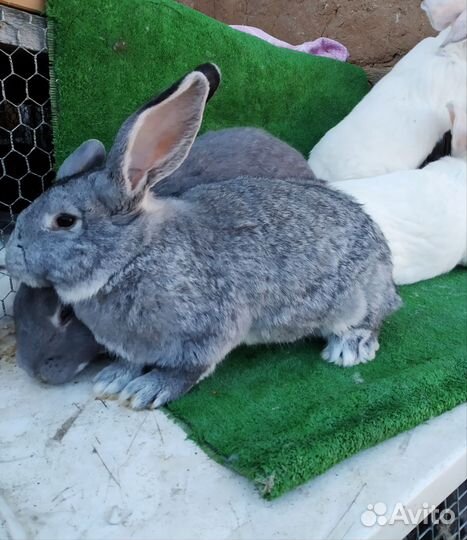 Кролики мясных пород великаны