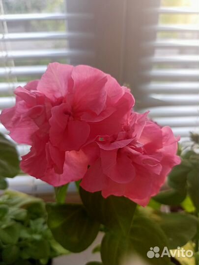 Продам цветы