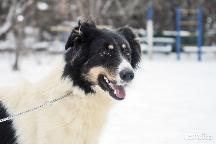 Благородный красавец хочет поделиться секретом