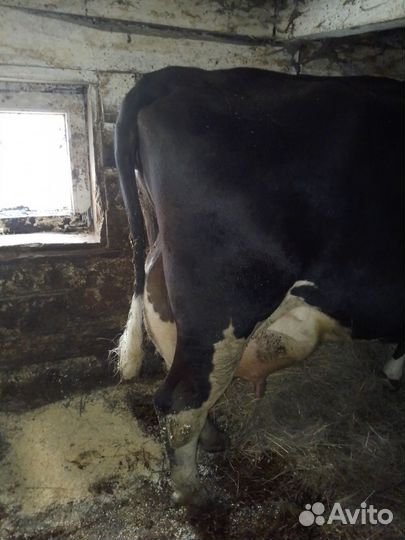 Корова дойная