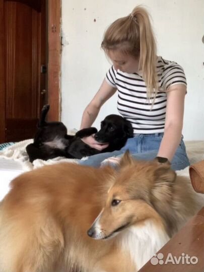 Кинолог, дрессировка