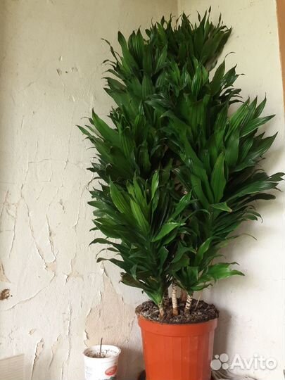 Счастье в Дом - с Этими Цветами