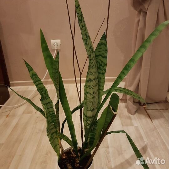 Комнатные цветы