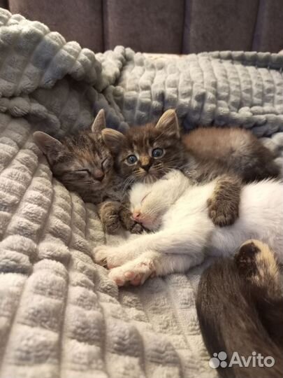Котята в добрые руки