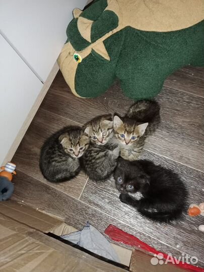 Очаровательнейшие котята ищут дом