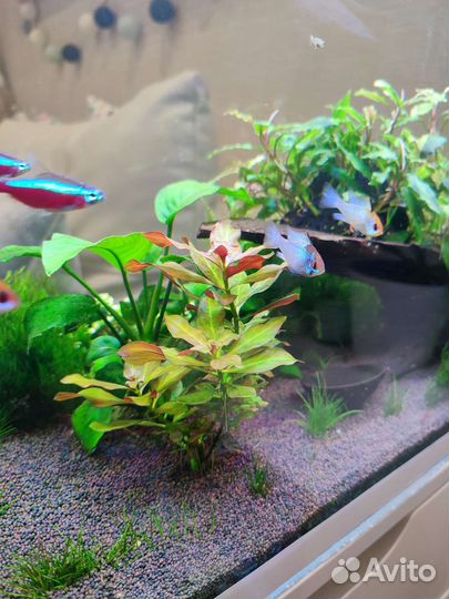 Корм Тетра, Аквариумные растения