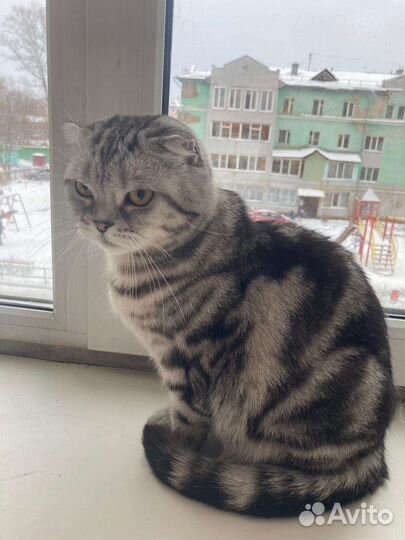 Шотландская вислоухая