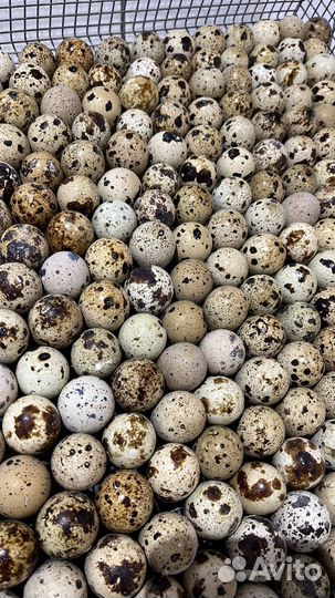 Яйцо перепелиное инкубационное