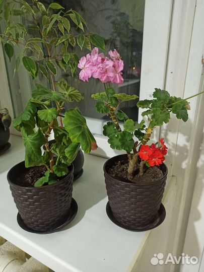 Пеларгония герань