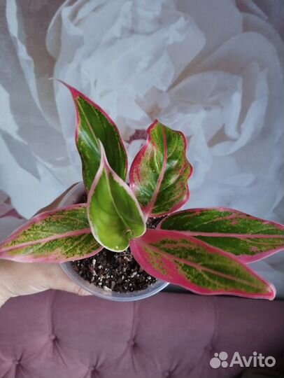 Аглаонема Крит