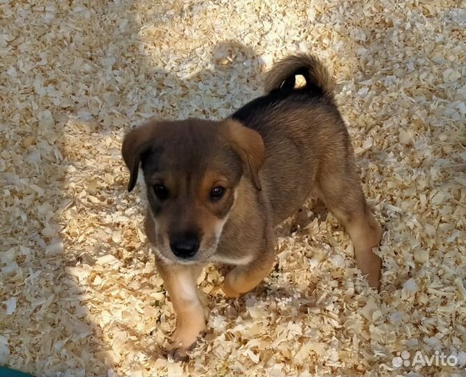 Щенки гончей