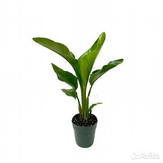 Стрелиция Регина райская птица