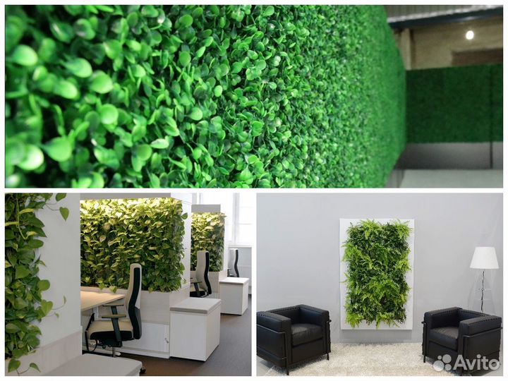 Фитостена. Озеленение пространств