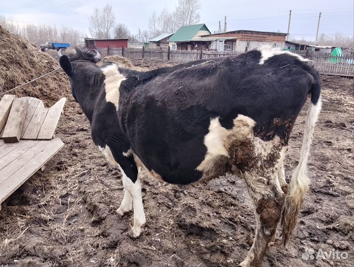 Корова дойная