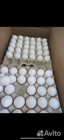Яйцо куриное оптом