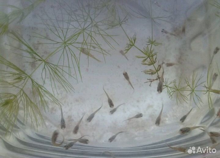 Продам гуппи