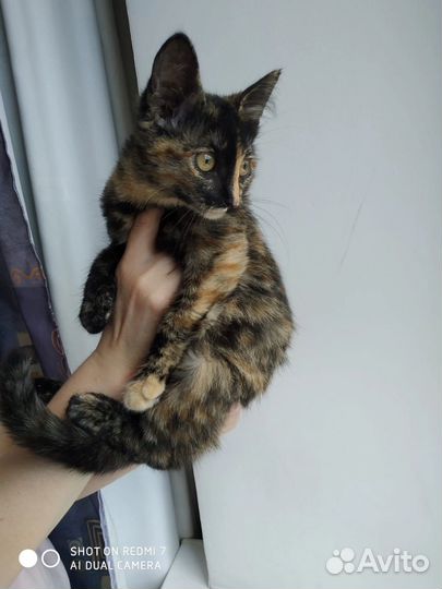 Кошки котята кошечки с доставкой