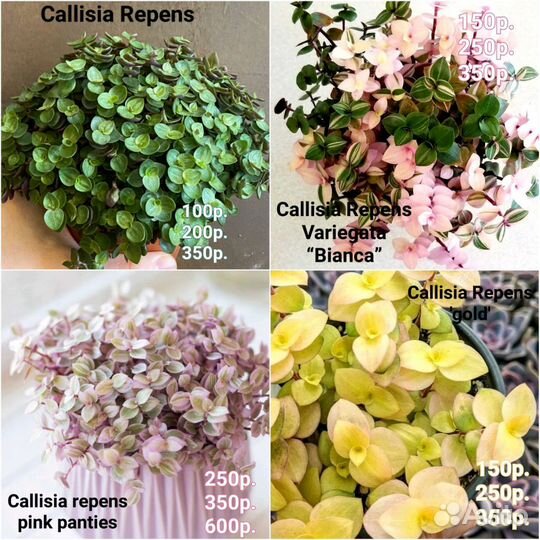 Каллизия и традесканция комнатные растения