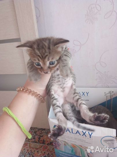 Сибирская кошка