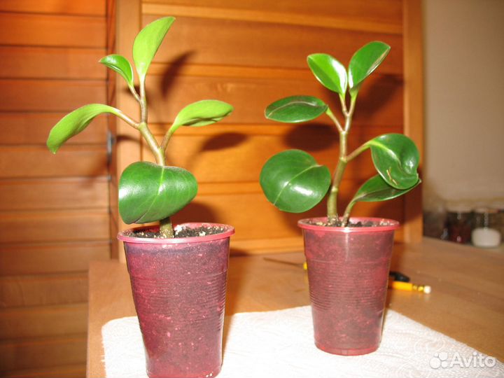 Комнатные растения (комнатные цветы)